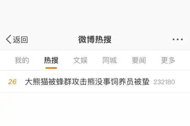 山东大熊猫缘小成新晋网红，靠“倒霉”火上热搜！图片