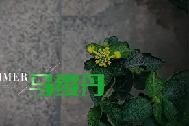 又臭又美，全球最“热”蜜源植物就是它！图片