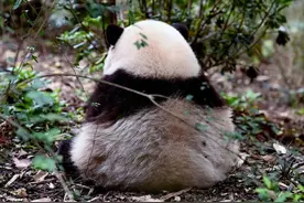 最牛赏“花”！一只“顶流猫儿”助力成都熊猫基地成五一全国最火景点之一图片