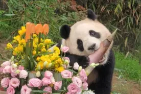 集万千宠爱于一身！拥有最多玩具的大熊猫“福宝”图片