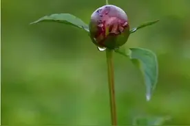 芍药花蕾上分泌无色透明粘液，是患病了吗？丨园艺“门诊”图片