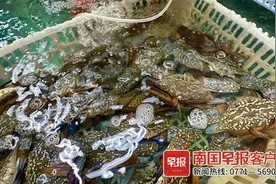 花蟹近百元一斤，南宁海鲜价格暴涨？记者探访市场发现……图片