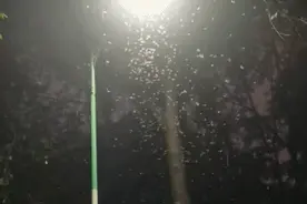 注意！这些让人崩溃的虫子最近又开始成群出现……图片