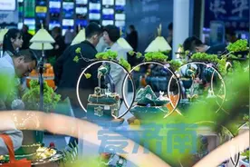 数百锦鲤同场“选美” 身价最高数十万元图片