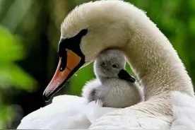 壹点号母亲节征文｜怀念母亲图片