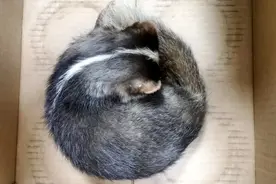 鲁迅笔下的“猹”现身码头，警民合力放归大自然图片