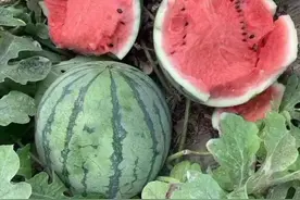 魔都夏日水果C位已就位！今年“南汇8424西瓜”皮薄、瓜甜、汁多，18年老游客成“瓜粉”图片