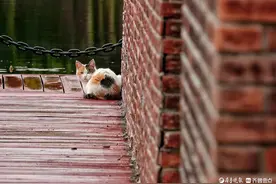 避雨的猫咪图片