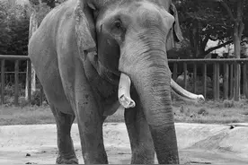 官方发布：已死亡！网友：再见了，朋友图片