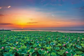 笔尖上的济宁|新绿浅夏醉济宁图片