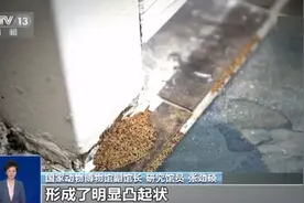 成群出现！它们，又来了！图片