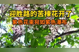 果然视频 | 迎胜路的苦楝花开了，香气扑鼻，引人注目！图片