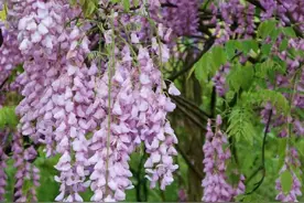 夜雨丨杨小霜：遇见瀑布般的紫藤图片