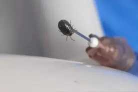 户外踏青后，女子小腿上惊现“黑痣”！医生紧急提醒图片