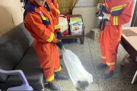 蛇出没！广东多地市民求助，防蛇秘笈请收好图片