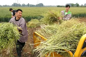油菜熟 喜收割图片