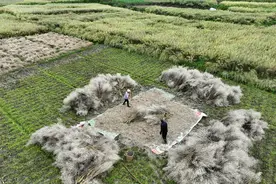 #（经济）油菜收割图片