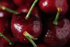 不输进口车厘子！超大颗的大连美早樱桃，一口爆浆、鲜嫩脆甜图片