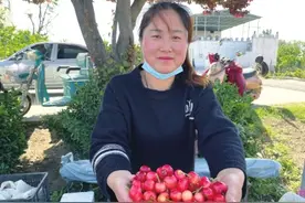 采摘正当时 郑州城郊的樱桃抢“鲜”上市图片