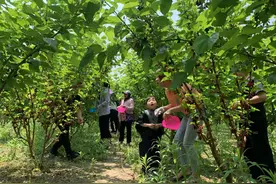 云梦县清明河乡：五月桑葚满枝头　采摘带旺乡村游图片