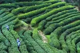 振兴乡村：“岳西翠兰”走出深山 登陆高铁踏上“致富之旅”图片