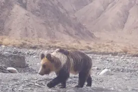 熊出没！首次拍到！图片