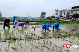 玩出新花样！双牌五里牌镇第三届“春耕杯”农民运动会暨首届桑葚节成功举办图片