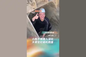 温暖山东丨大哥坐挖掘机斗营救掉进深坑的小狗，全网最温暖的“挖呀挖呀挖”图片