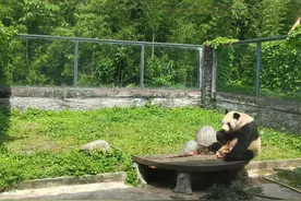 大熊猫“福菀”被泼水后“消失”？熊猫基地发视频报平安 专家呼吁“爱猫”需理性图片