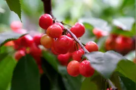 灵宝市川口乡：五月樱桃红，尝鲜正当时图片