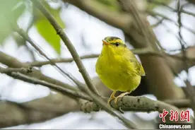 黑眉柳莺首次亮相浙江湖州：声音独特 身影难觅图片