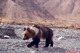 新疆罗布泊野骆驼国家级自然保护区首次拍摄到棕熊珍贵影像图片