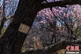 兴凯湖畔 十里杏花含苞待放图片