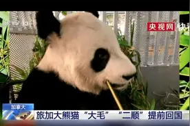 可爱！熊猫“二顺”吃竹子吃到打嗝不止，仍不肯撒手图片