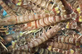 走进“蓝色粮仓”：中国烟台的海洋水产种质资源图片