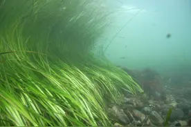 海草为何“重返海洋”？一文了解海草的前世今生图片