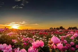 玫瑰的精神内核图片