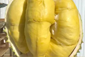 开的是“报恩榴莲”还是“报仇榴莲”全凭运气 ， “榴莲盲盒”走红网络，整果比果肉更畅销图片