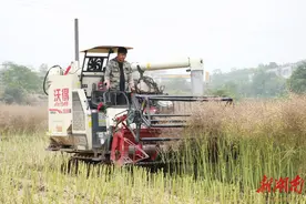 耒阳50万亩油菜喜丰收 农民收割忙图片