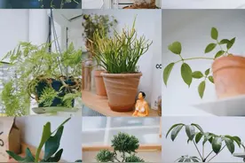 眼前一亮！这9款小众植物，好看又好养图片