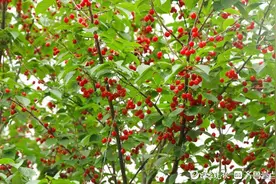 吃樱桃啦！青岛樱桃进入采摘成熟期，5月采摘攻略来了图片