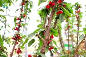 “樱”有尽游，这里的樱桃园等你打卡图片