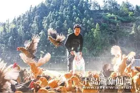 桑园里飞起了“金凤凰”图片