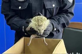 市民路边发现刺猬后报警求助，民警送它回归大自然图片