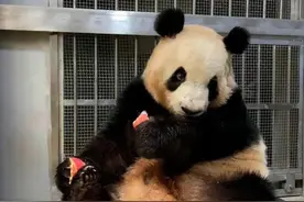 大熊猫“雅竹”脸部脱毛、行为异常？熊猫基地回应：大熊猫脱毛期 已对异常情况进行人工干预图片