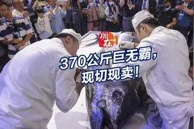 370公斤深海巨无霸，现切现卖！图片