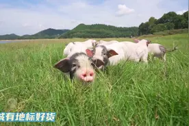 莲城有地标好货①丨沙子岭猪图片