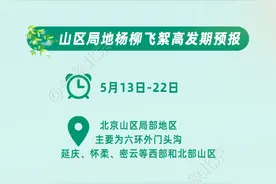 北京城区杨柳飞絮基本结束，山区局地飞絮高发期将到来图片