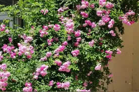 壹点号母亲节征文|收集片刻温暖图片