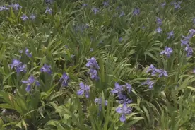 4000平方米鸢尾花盛开，共赴一场浪漫盛宴图片